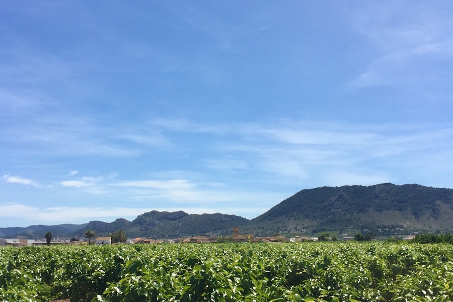 Cape Winelands Full Day — Cape Winelands