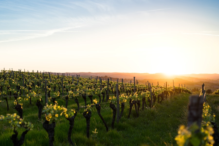 Sunset Vineyard Experience — Cape Winelands